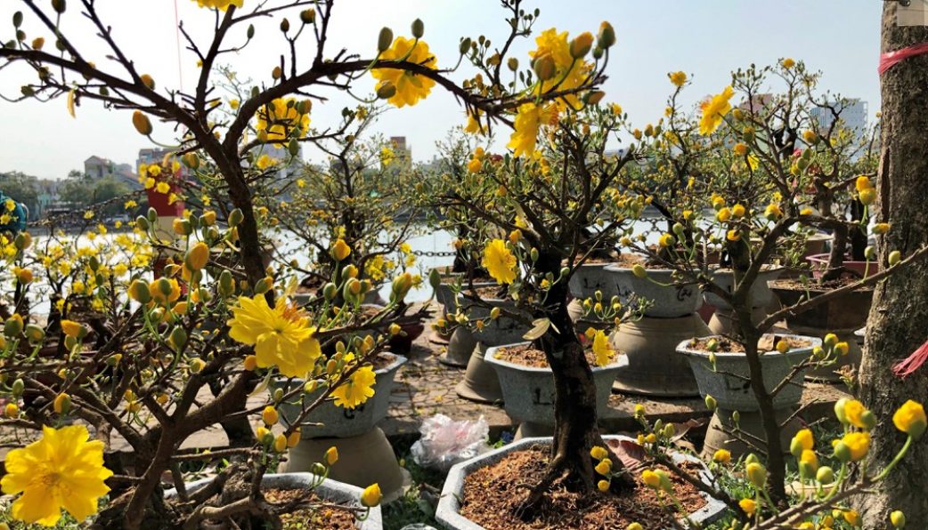 Gửi hoa mai hoa Tết từ Hồ Chí Minh đi Hà Nội giá cực rẻ và nhanh chóng