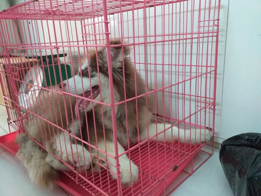 Quy trình nhận gửi thú cưng đi Hà Nội tại Cần Thơ Logistics