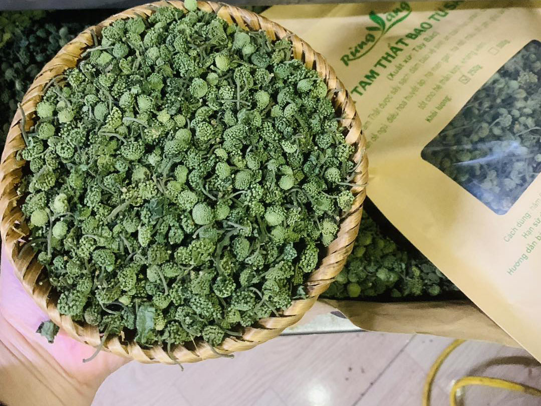 Gửi Trà Tam Thất Đi Ý